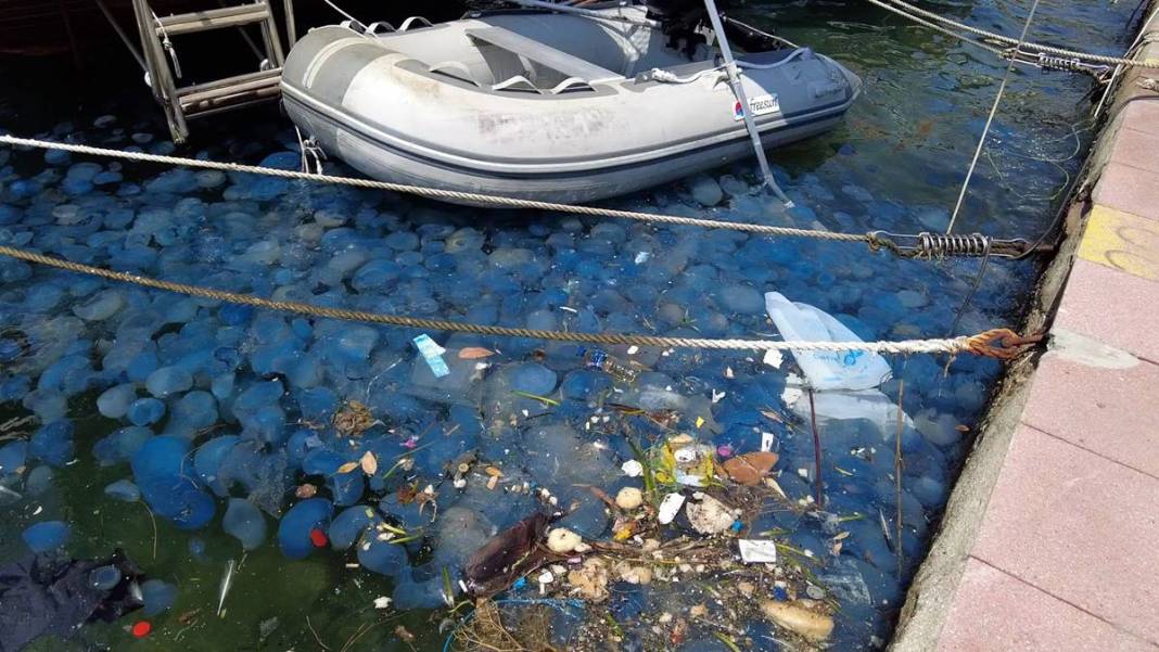 O ilimizde 'istila' sürüyor! Bütün kıyıyı ele geçirdiler, bu yıl çok artış var 1